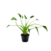 Picture of Alocasia Tiny Dancer 4"