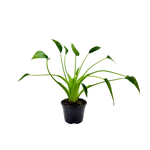 Picture of Alocasia Tiny Dancer 4"