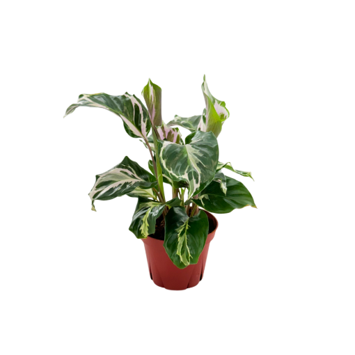 Picture of Calathea Stella 4"