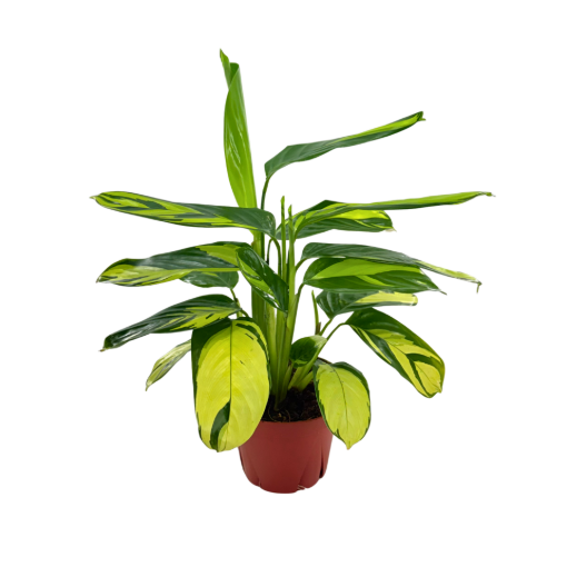 Picture of Calathea Pilosa 6"