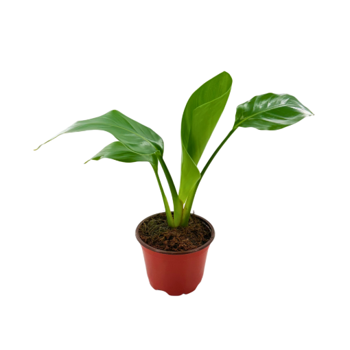 Picture of Strelitzia White Bird 4"