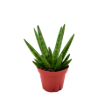 Picture of Sansevieria Hedgehog 4"