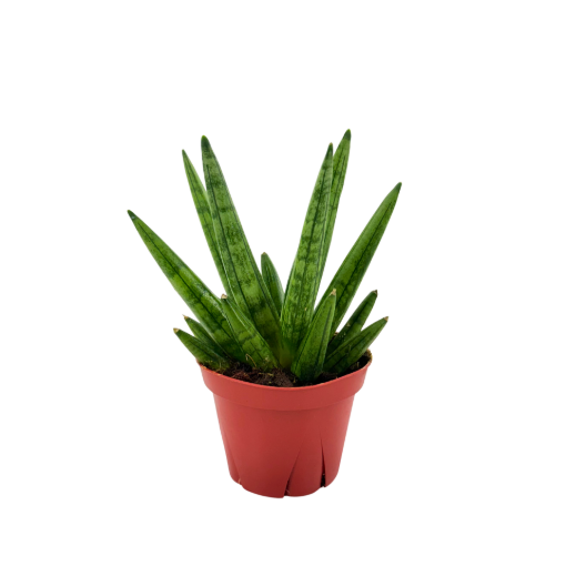 Picture of Sansevieria Hedgehog 4"