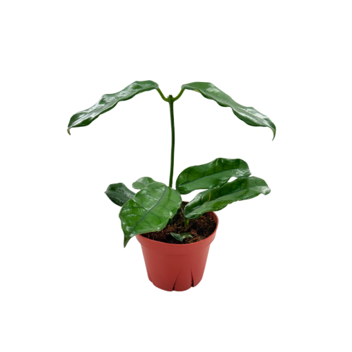 Picture of Hoya Villosa 4"