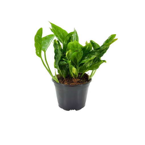 Picture of Epipremnum Shangri-La 4"