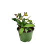Picture of Hoya Wayetti Green 4"
