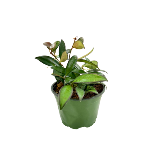 Picture of Hoya Wayetti Green 4"