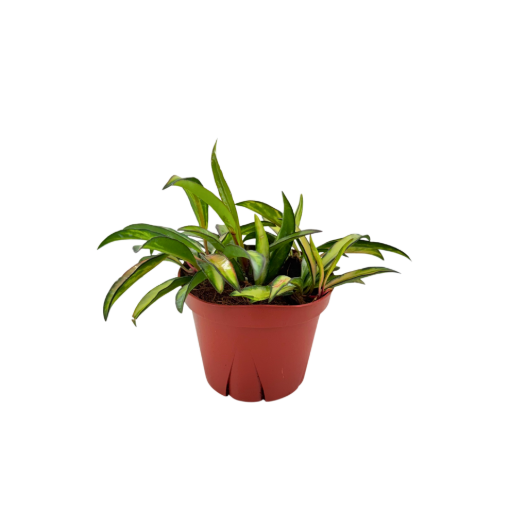Picture of Hoya Wayetti Varigated 4"