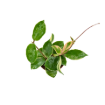 Picture of Hoya Albo Carnosa 4"
