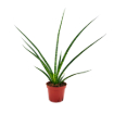 Picture of Sansevieria Mikado 4"