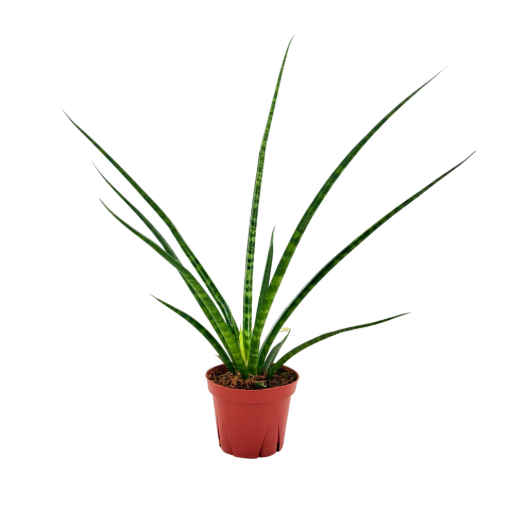 Picture of Sansevieria Mikado 4"