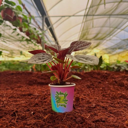 Picture of Peperomia Mendoza 2"