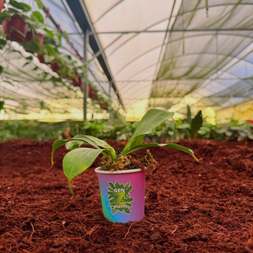 Picture of Nepenthes Bloody Mary 2"