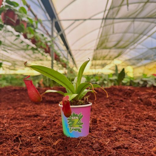 Picture of Nepenthes Dyeriana  2"