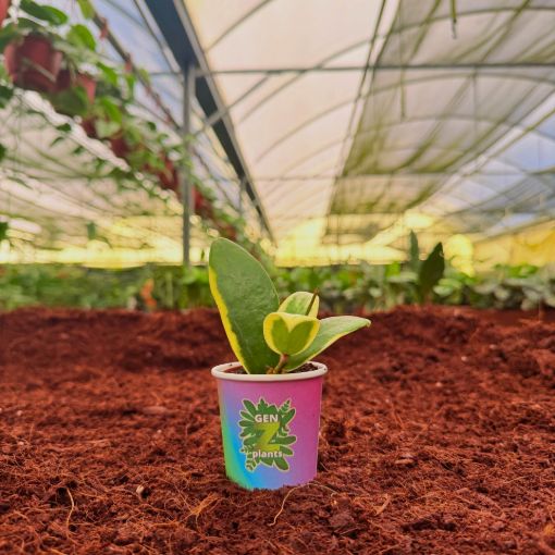 Picture of Hoya Acuta Outer Variegated 2"