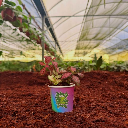 Picture of Fittonia Mosaic Pink Forest 2"