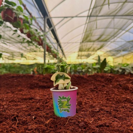 Picture of Hoya Hindu Rope Variegated 2"