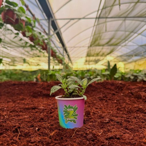 Picture of Fittonia White 2"