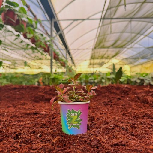 Picture of Fittonia Verschaffeltii Forest Flame 2"