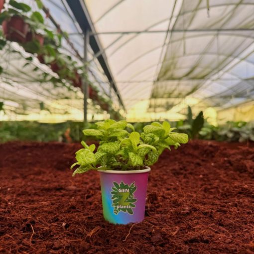 Picture of Fittonia Mosaic Lemon 2"