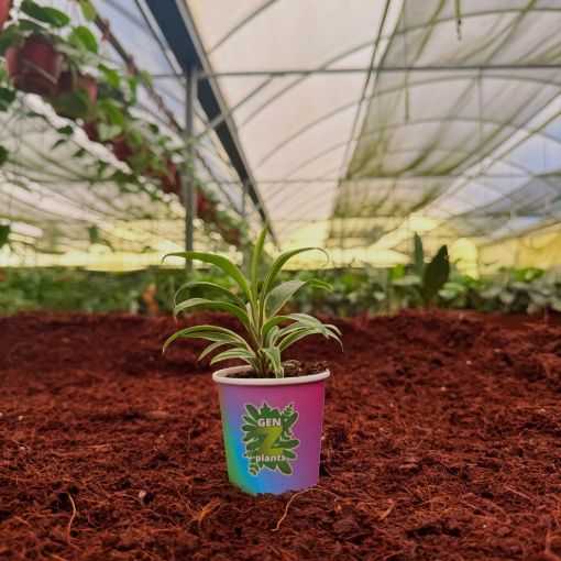 Picture of Cordyline Chocolate Cream 2"