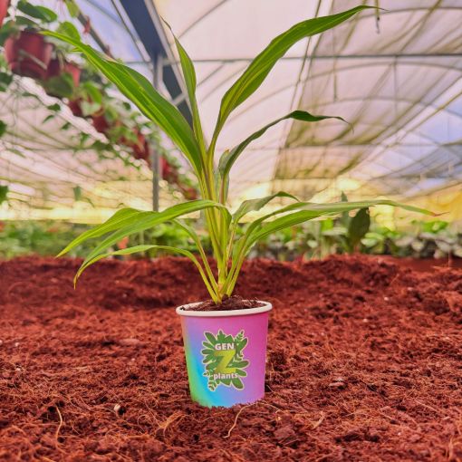 Picture of Cordyline fruticosa  Kiwi 2"