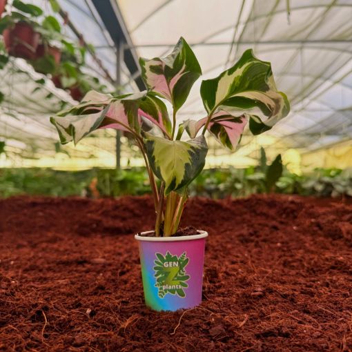 Picture of Calathea Stella 2"