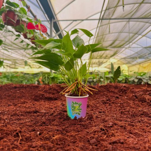 Picture of Anthurium Red Champion 2"