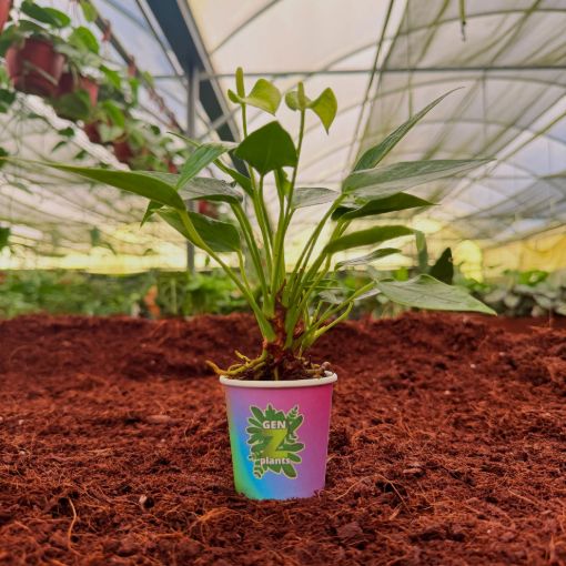 Picture of Anthurium White Champion 2"