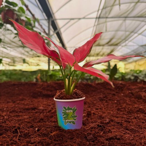 Picture of Aglaonema Ruby Garuda 2"