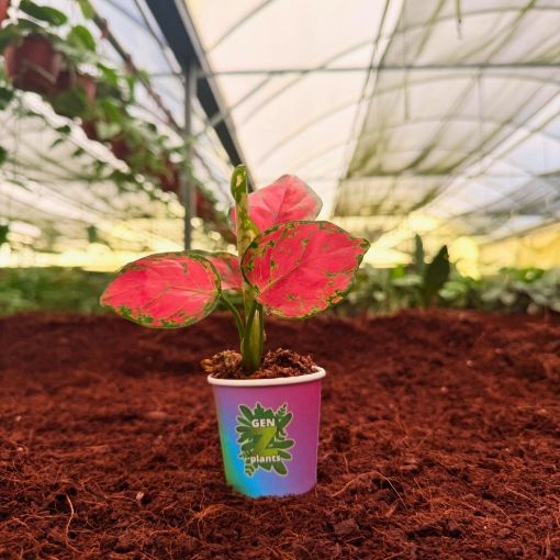 Picture of Aglaonema Very Very Red 2"