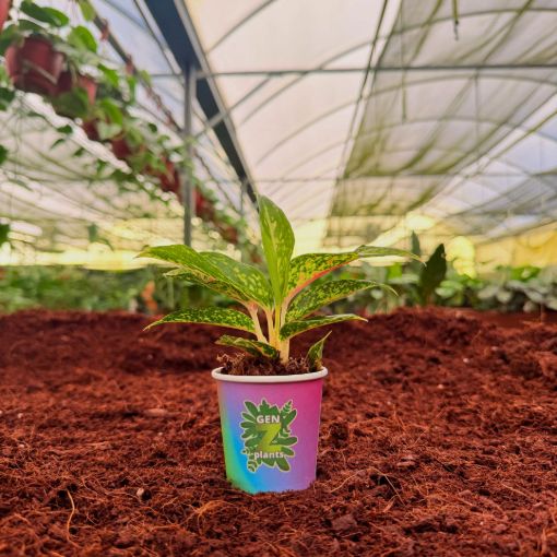 Picture of Aglaonema Night Sparkle 2"