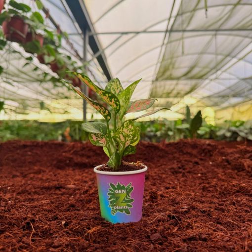 Picture of Aglaonema Red Valentine 2"