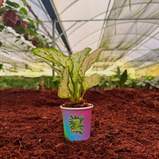 Picture of Aglaonema Super White 2"