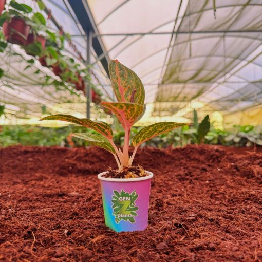 Picture of Philodendron Golden Powder 2"