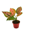 Picture of Aglaonema Katrina  4"