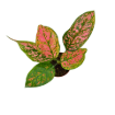 Picture of Aglaonema Katrina  4"