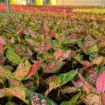 Picture of Aglaonema Katrina  4"
