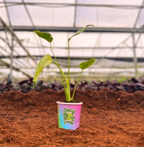 Picture of Monstera Thai Constellation 2"