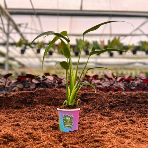 Picture of Monstera Burle Marx Flame 2"