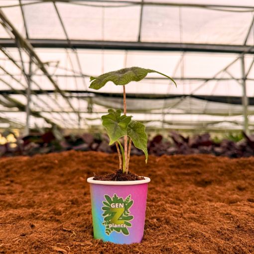 Picture of Alocasia Jacklyn 2"