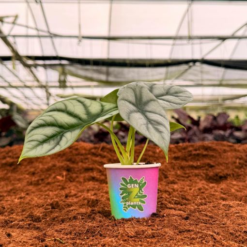 Picture of Alocasia Silver Dragon 2"