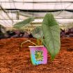 Picture of Alocasia Scalprum 2"