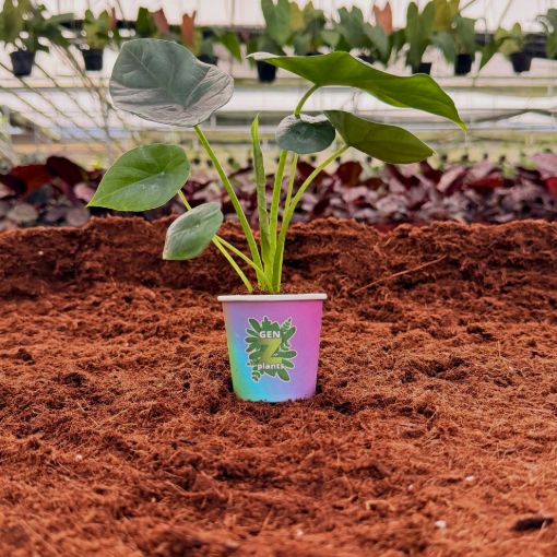 Picture of Alocasia Mirror Face 2"