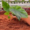 Picture of Alocasia Mirror Face 2"
