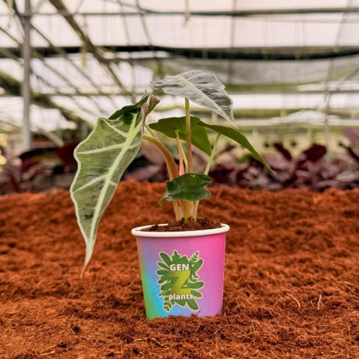 Picture of Alocasia Polly Dwar 2"