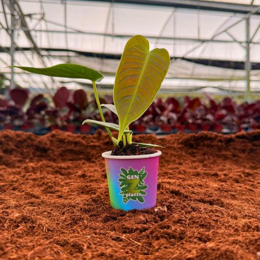 Picture of Anthurium Veitchii 2"