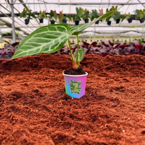 Picture of Anthurium Silver Blush 2"