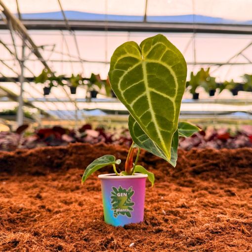 Picture of Anthurium Regale 2"