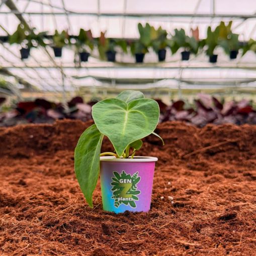 Picture of Anthurium Magnificum 2"